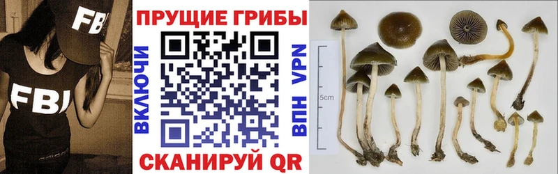 Псилоцибиновые грибы Cubensis  как найти закладки  Дыгулыбгей 